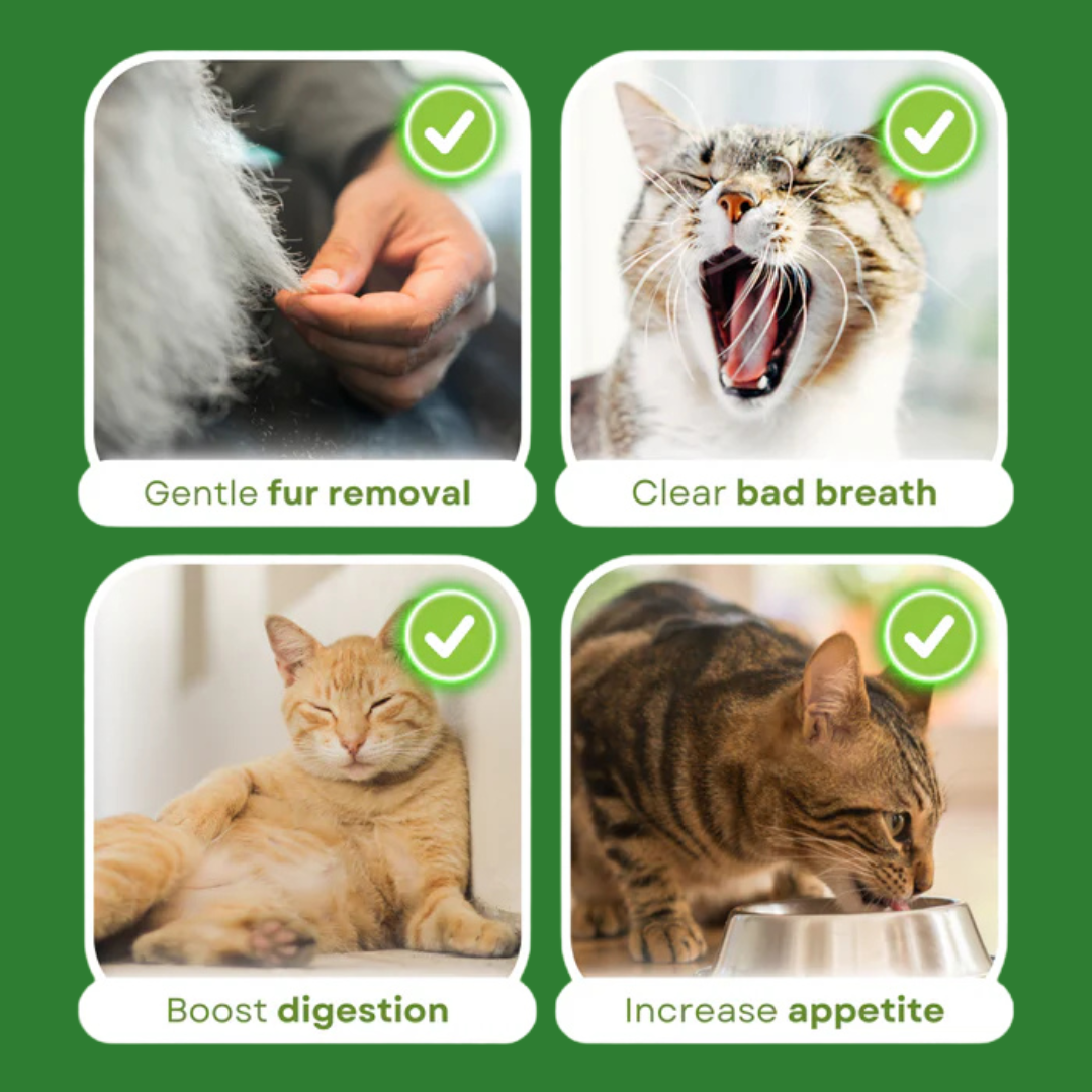 PawVera Cat Grass Teething Stick